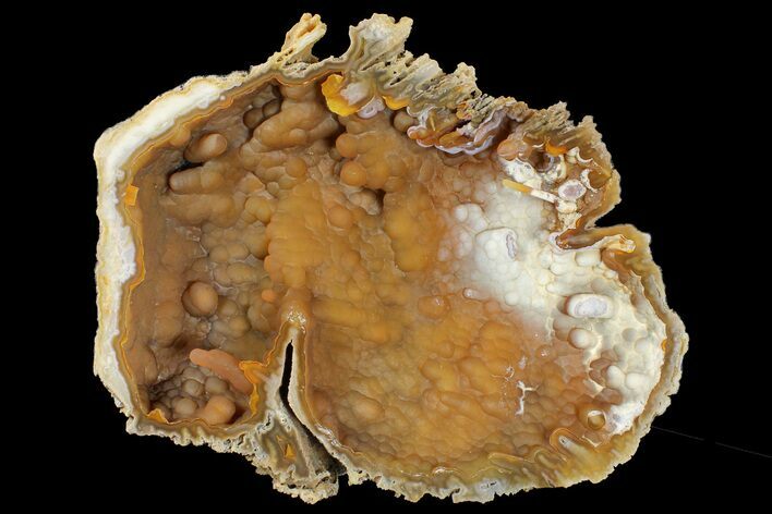 Agatized Fossil Coral Geode - Florida #188083